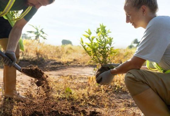 Projetos ARR (Afforestation, Reforestation, and revegetation)