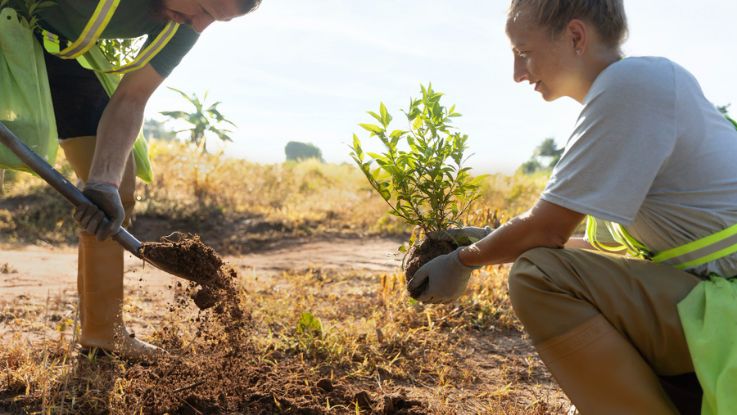 Projetos ARR (Afforestation, Reforestation, and revegetation)