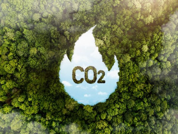 vista-de-arvores-verdes-da-floresta-com-co2